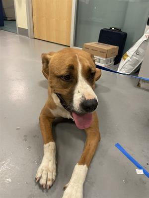A1621157, Pit Bull Terrier Mix, adult, available for adoption