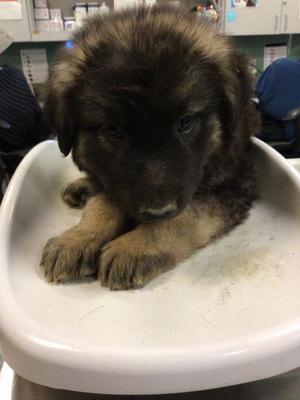 A1934989, Shepherd, puppy, available for adoption
