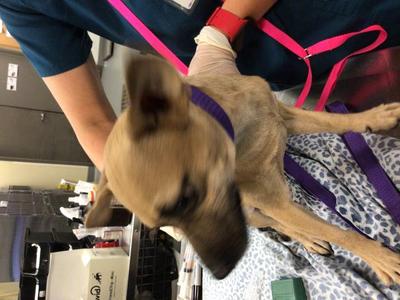 A1941312, Jack (Parson) Russell Terrier and Chihuahua - Smooth Coated, adult, available for adoption
