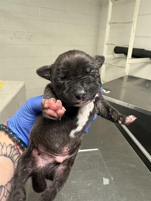A1927110, Pit Bull Terrier, puppy, available for adoption