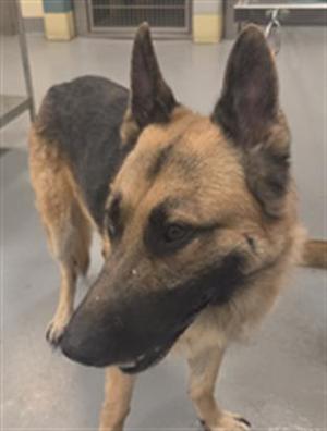German Shepherd dog standing in a shelter