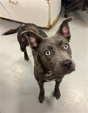 AHSOKA, Pit Bull Terrier Mix, adult, available for adoption
