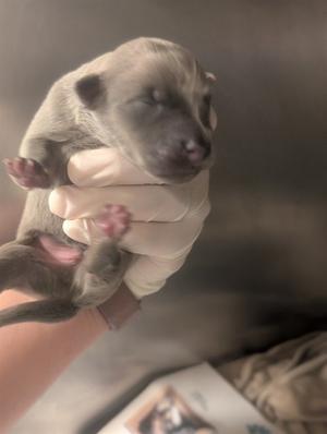 A small puppy being held in someone's hand