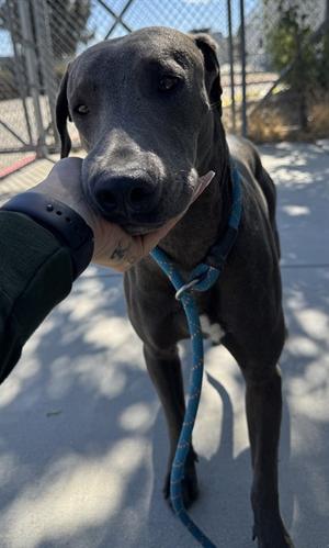 A1939599, Weimaraner, young, available for adoption