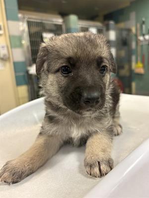 AMETHYST, German Shepherd Dog, puppy, available for adoption