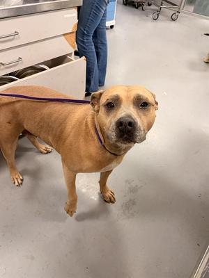 A1921693, Pit Bull Terrier, adult, available for adoption