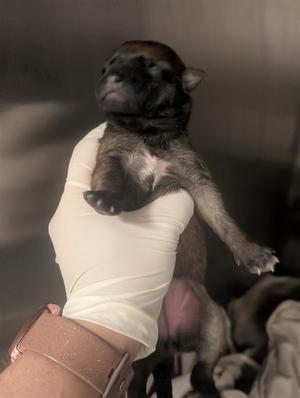 A1937840, Shepherd Mix, puppy, available for adoption