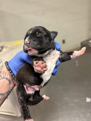A1927109, Pit Bull Terrier, puppy, available for adoption