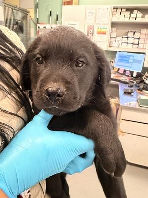 A1910989, Rottweiler Mix, puppy, available for adoption