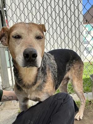 AMOS, Australian Cattle Dog, senior, available for adoption
