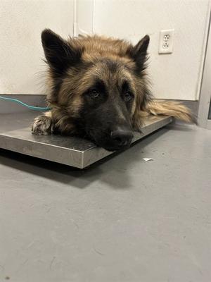 A1921686, Shepherd Mix, young, available for adoption