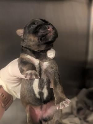 A small puppy being held in someone's hand
