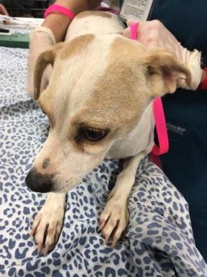 A1941311, Chihuahua - Smooth Coated Mix, adult, available for adoption