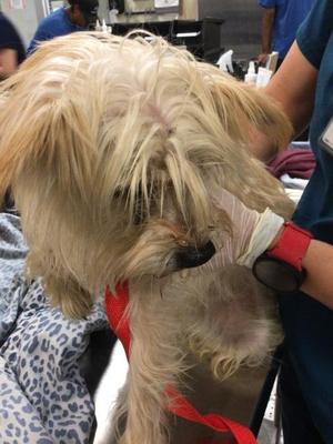 A1941314, Terrier Mix, adult, available for adoption