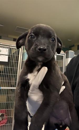 AALIYAH, Pit Bull Terrier Mix, puppy, available for adoption