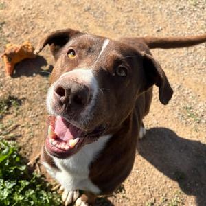 Chaco, Terrier, Pit Bull, adult, available for adoption