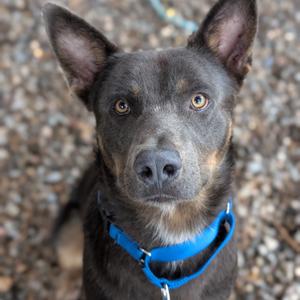 A close-up of a dog with dark fur and a blue collar, looking directly at the camera.