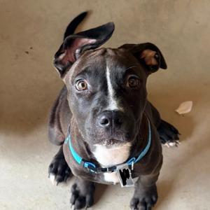 Cora, Terrier, Pit Bull, puppy, available for adoption