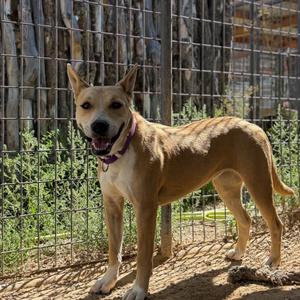 Ramona, Mixed Breed (Medium), adult, available for adoption