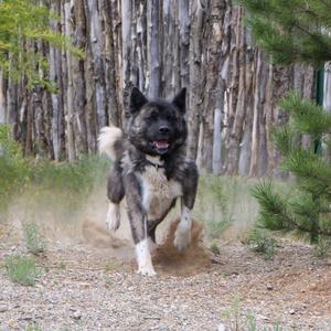 A large, fluffy Akita dog running through dirt and kicking up dust, with a wooden fence and greenery in the background.