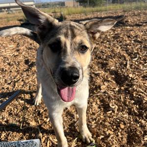 Tax Fraud, Cattle Dog, puppy, available for adoption