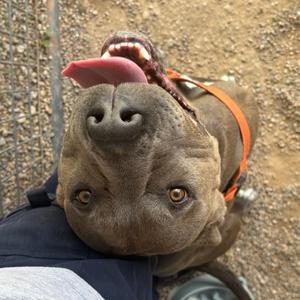 Cupcake, Terrier, American Staffordshire, adult, available for adoption