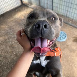 Cupcake, Terrier, American Staffordshire, adult, available for adoption