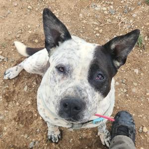 A black and white dog with pointed ears and a pink collar is sitting on a dirt ground, looking up at the camera.