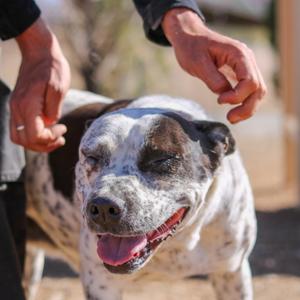 Chica, Terrier, American Staffordshire, senior, available for adoption
