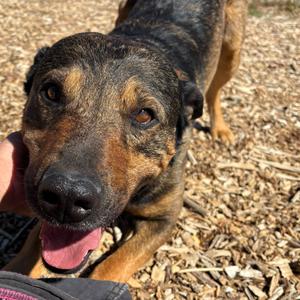 Guy, Shepherd, German, adult, available for adoption