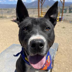 Romeo, Mixed Breed (Medium), adult, available for adoption