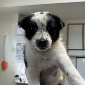 Mabel, Mixed Breed (Medium), puppy, available for adoption