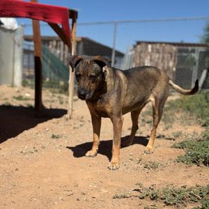 Jake, Mixed Breed (Large), senior, available for adoption