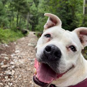 Pickles, Terrier, American Staffordshire, adult, available for adoption