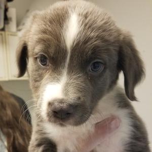 A close-up of a young puppy with a white stripe down its face and floppy ears.