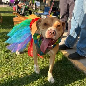 Bubbles, Terrier, American Staffordshire, adult, available for adoption