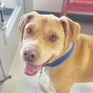 A tan dog with a blue collar is looking at the camera with its tongue out.