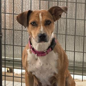 A brown and white dog with floppy ears and a pink collar sitting behind a wire fence.