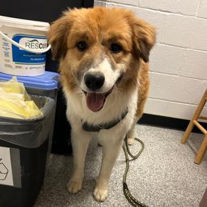 Barney, Collie, Border, adult, available for adoption