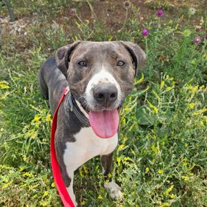 Bear, Catahoula Leopard Dog, adult, available for adoption