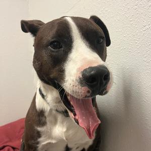 Monkey, Terrier, American Staffordshire, adult, available for adoption