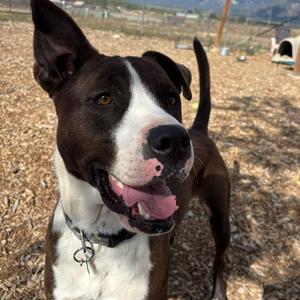 Monkey, Terrier, American Staffordshire, adult, available for adoption