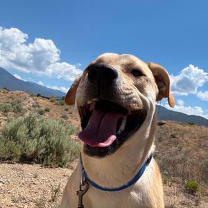 Charley, Retriever, Yellow Labrador, adult, available for adoption
