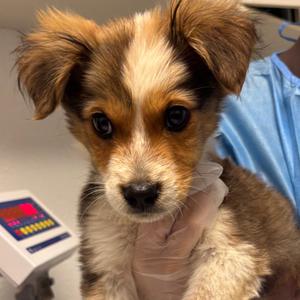 Door to Door Salesman, Mixed Breed (Medium), puppy, available for adoption