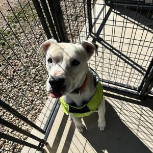 Fantasma, Mixed Breed (Medium), adult, available for adoption