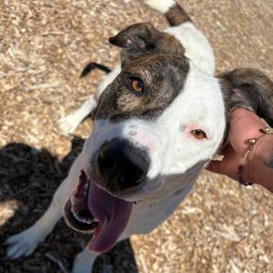 Baby, Terrier, American Staffordshire, adult, available for adoption
