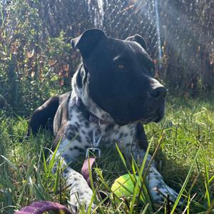 A black and white dog lying in the grass with a tennis ball.