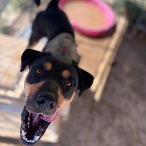 Nelly, Rottweiler, adult, available for adoption