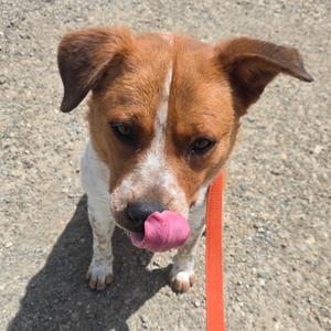 Hank, Cattle Dog, Australian (Red Heeler), adult, available for adoption