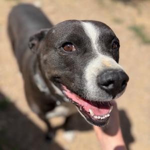 Eso, Terrier, American Staffordshire, adult, available for adoption